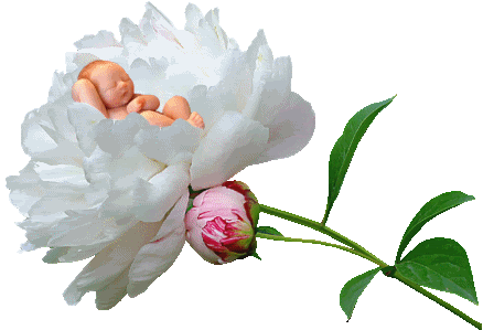 Flores e bebezinho - Recados para Facebook